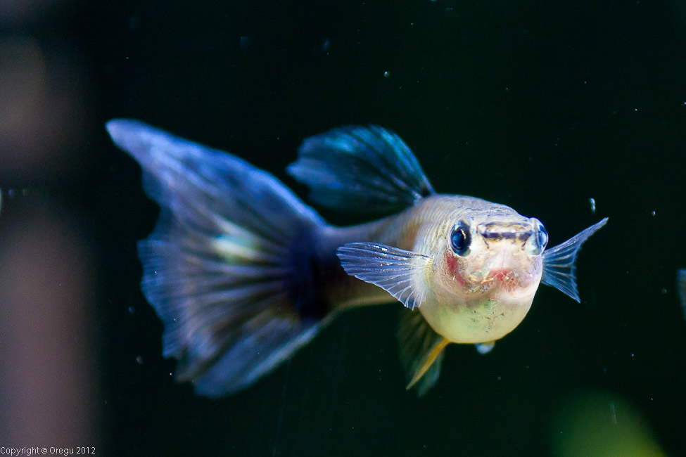 аквариумна рыбка гуппи